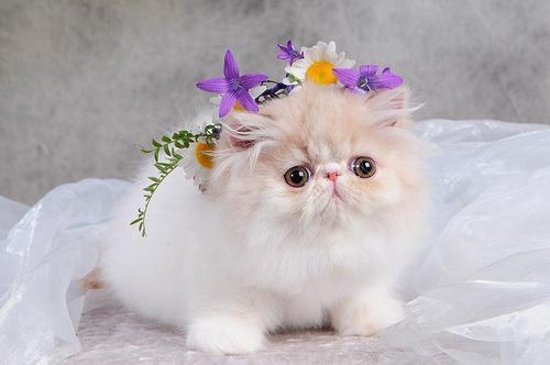 每個(gè)人都是“特別的雪花”？