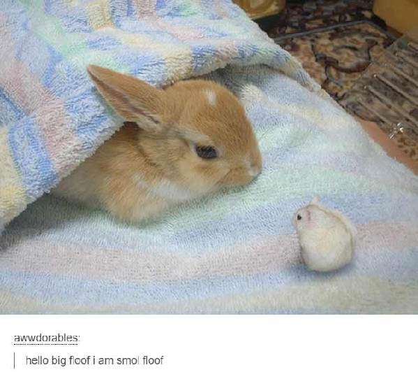 萌萌噠小動物要怎么描述？