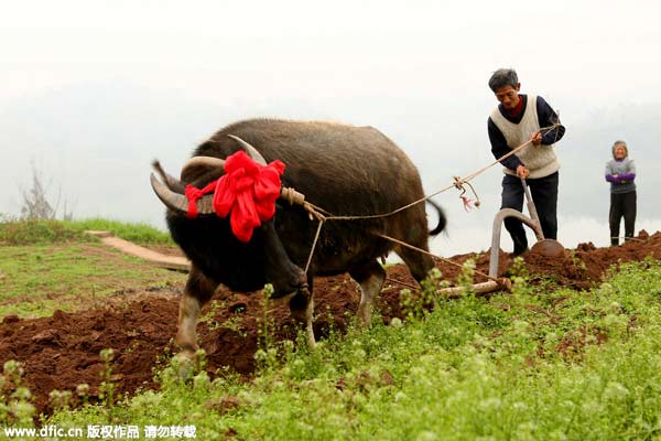 “立春”九大風(fēng)俗 雞蛋為啥能立起來？