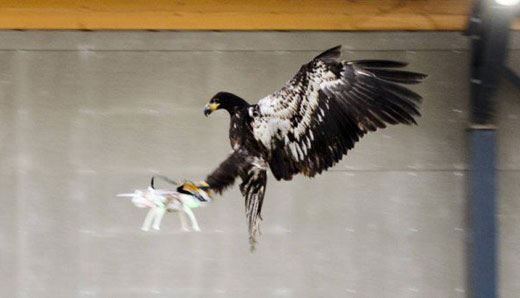 荷蘭警方:老鷹大戰(zhàn)無人機