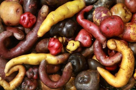 美國(guó)航天局模擬“在火星上種土豆”