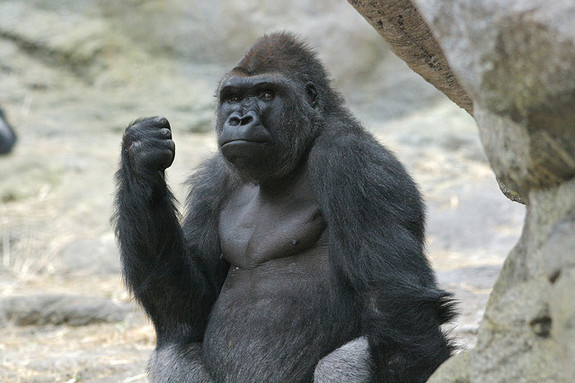 “800磅大猩猩”何意？來看動(dòng)物習(xí)語搜羅