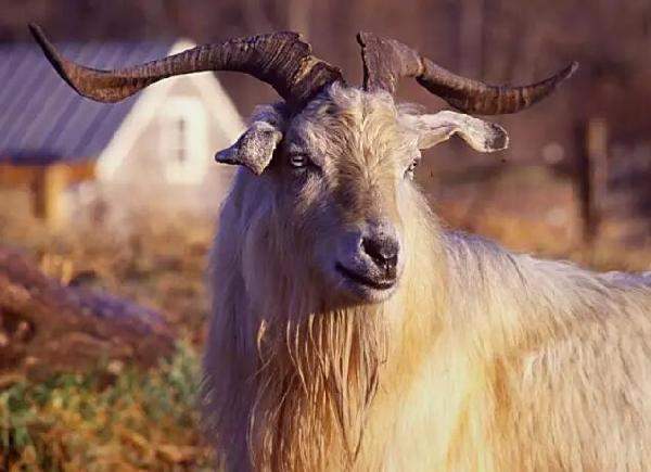 羊絨、羽絨、兔絨：“絨”的故事