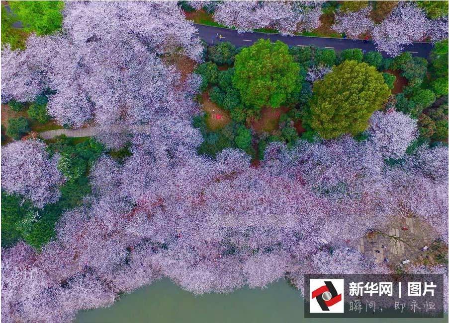 航拍:長(zhǎng)沙櫻花絢爛綻放 如詩(shī)如畫