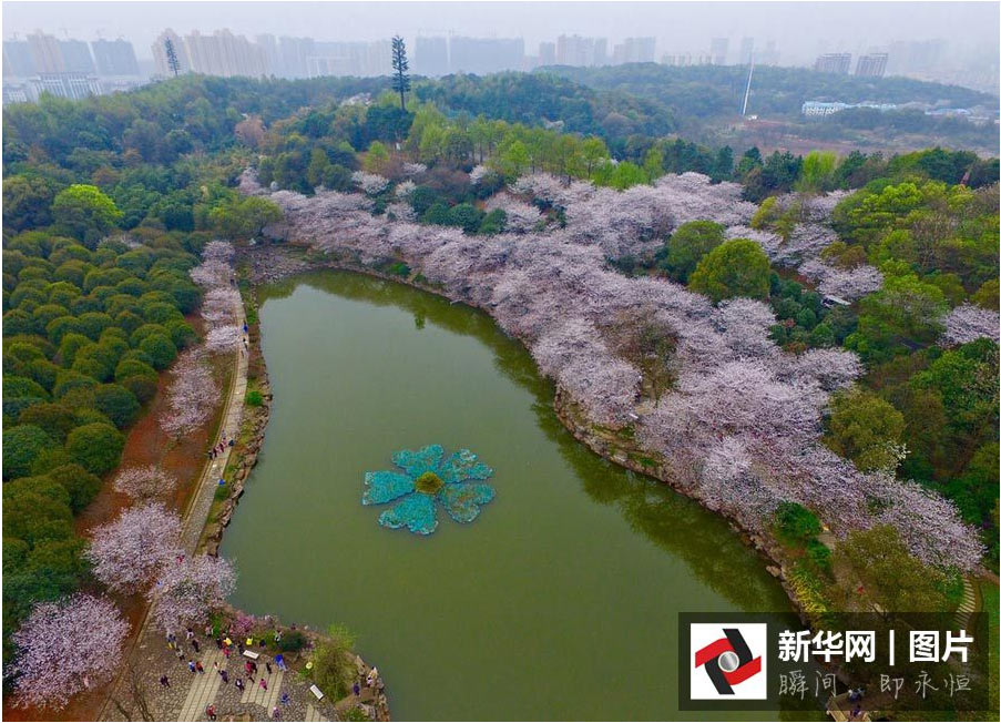 航拍:長(zhǎng)沙櫻花絢爛綻放 如詩(shī)如畫