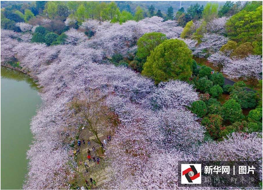 航拍:長(zhǎng)沙櫻花絢爛綻放 如詩(shī)如畫(huà)