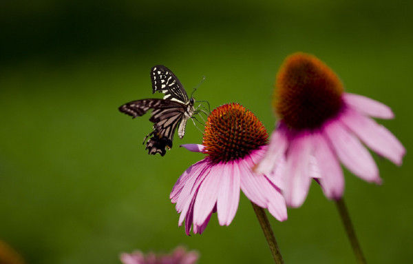 春天，一起來讀詩，雙語的！