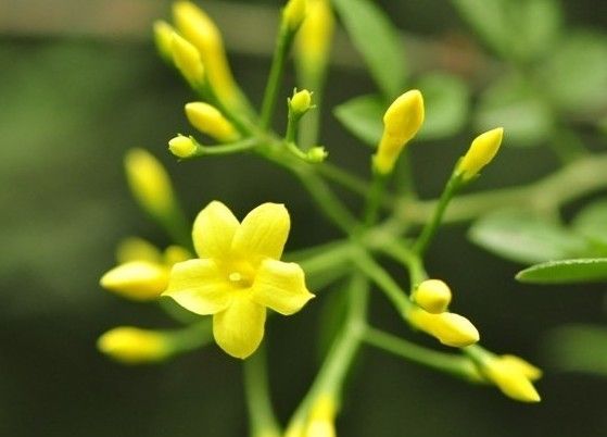 春天，一起來讀詩，雙語的！