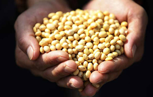 譚志娟:設(shè)立非轉(zhuǎn)基因大豆保護(hù)區(qū)