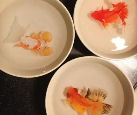 像最強(qiáng)大腦“水哥”這樣的神級人物，要用怎樣的英文詞來形容