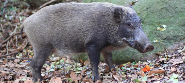 福島放射性野豬泛濫成災(zāi)