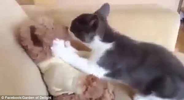 霸道貓咪強吻我，“小污”強吻泰迪熊走紅網(wǎng)絡(luò)