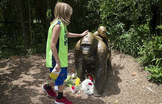 四歲男童爬入猩猩池，動物園射殺大猩猩引爭議