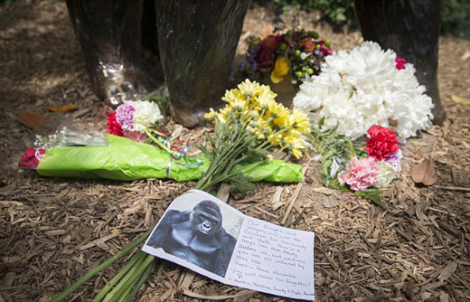 四歲男童爬入猩猩池，動物園射殺大猩猩引爭議