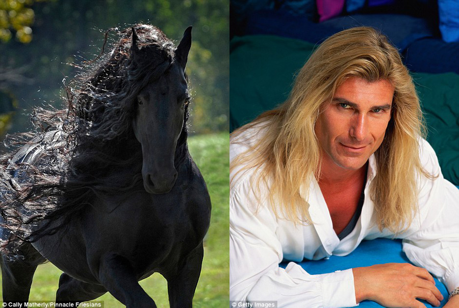 快來(lái)看:世界上顏值最高的馬“腓特烈二世”