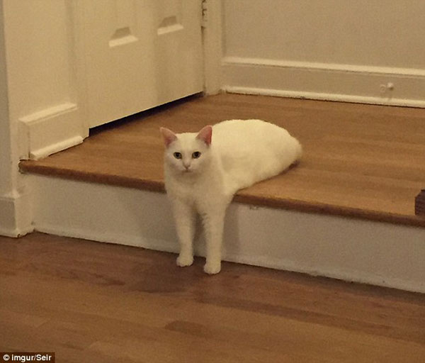 喵星人奇異姿勢被玩壞 網(wǎng)友瘋狂PS(組圖)