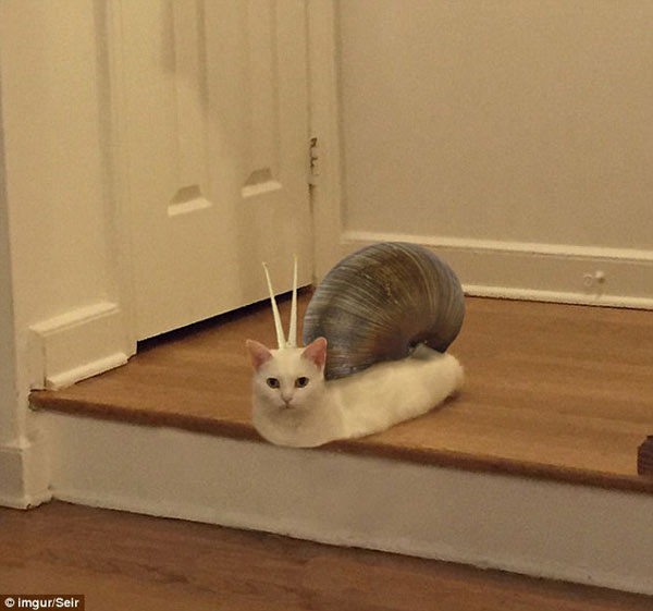 喵星人奇異姿勢被玩壞 網(wǎng)友瘋狂PS(組圖)