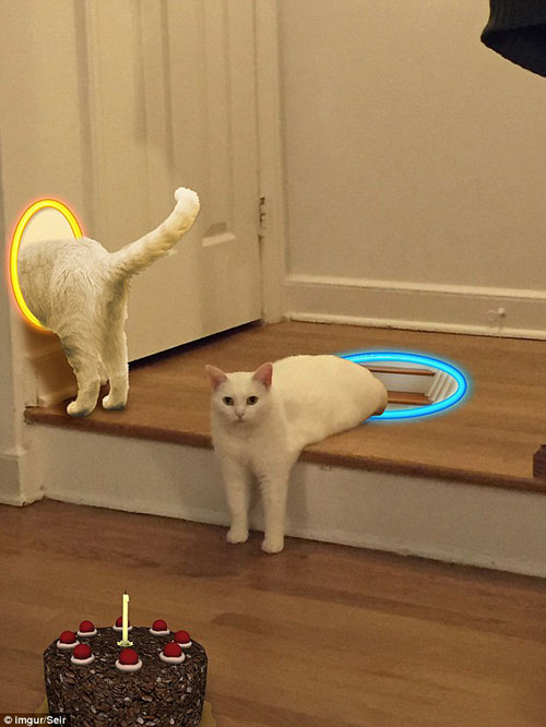 喵星人奇異姿勢被玩壞 網(wǎng)友瘋狂PS(組圖)