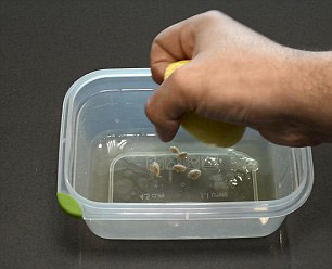 檸檬七大妙用:從提亮膚色到疏通管道