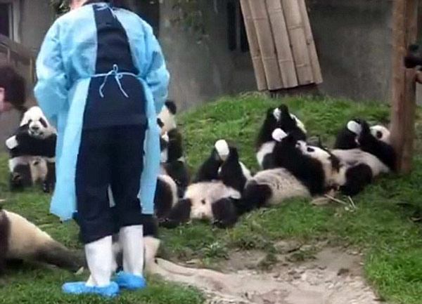 視頻:九只熊貓寶寶互相搶奶瓶萌翻天