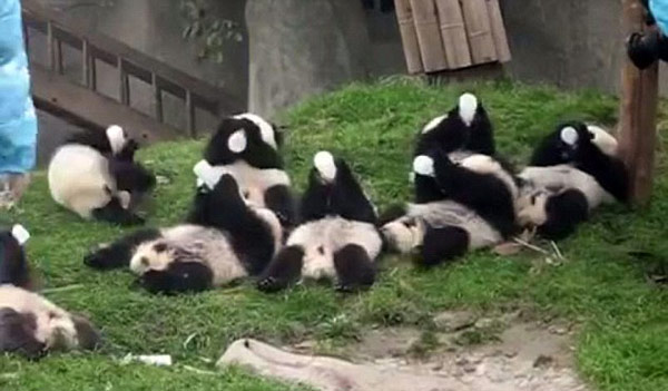 視頻:九只熊貓寶寶互相搶奶瓶萌翻天