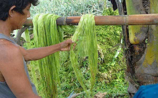 時尚新寵：菠蘿葉做成的皮革