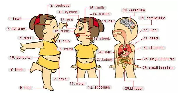 史上最全英語(yǔ)詞匯圖（1）