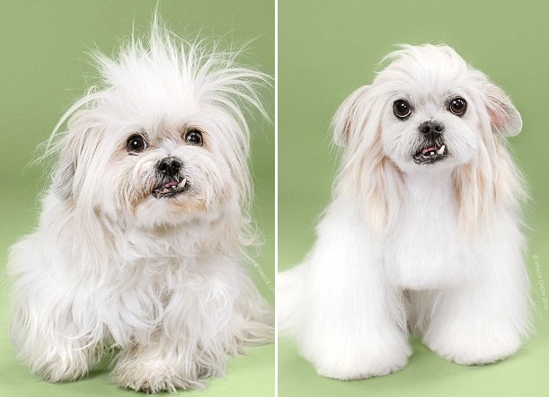 天壤之別！美攝影師拍攝狗狗美容前后對(duì)比照（組圖）