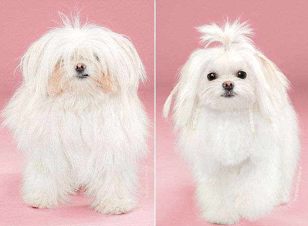 天壤之別！美攝影師拍攝狗狗美容前后對(duì)比照（組圖）