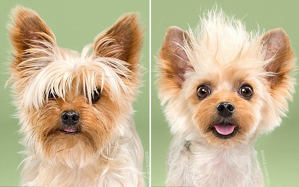 天壤之別！美攝影師拍攝狗狗美容前后對比照（組圖）