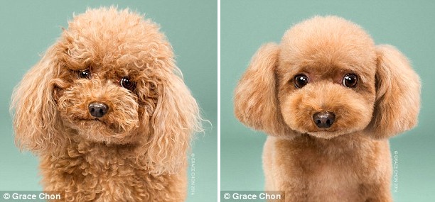 天壤之別！美攝影師拍攝狗狗美容前后對比照（組圖）