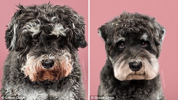 天壤之別！美攝影師拍攝狗狗美容前后對比照（組圖）