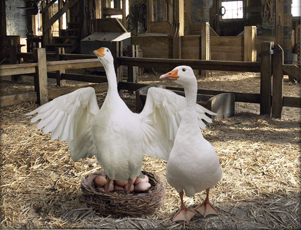 《夏洛特的網(wǎng)》第六章