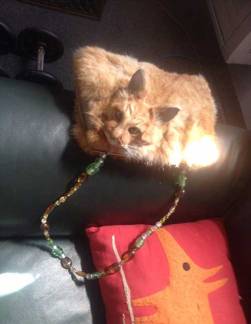 新西蘭拍賣貓標(biāo)本手袋惹爭議