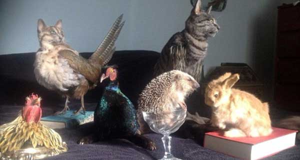 新西蘭拍賣貓標(biāo)本手袋惹爭議