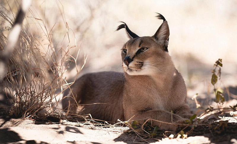 奇葩動(dòng)物照片走紅 網(wǎng)友直呼長(zhǎng)見(jiàn)識(shí)（組圖）