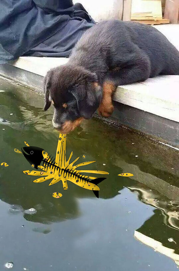 狗魚(yú)之吻引發(fā)的PS大戰(zhàn)（組圖）