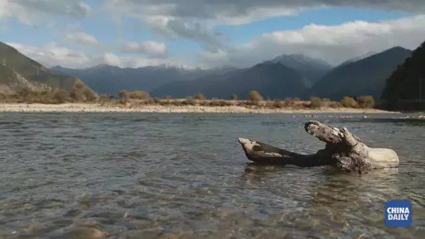 小康之路：他們曾經(jīng)是伐木人，如今卻成了護(hù)林員和藏香廠老板丨解碼中國