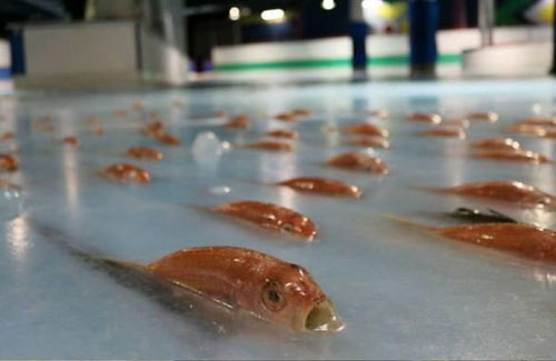 日本滑冰場(chǎng)冰面下凍5000條魚 創(chuàng)意過(guò)頭惹眾怒