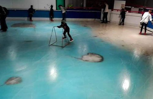 日本滑冰場(chǎng)冰面下凍5000條魚 創(chuàng)意過(guò)頭惹眾怒
