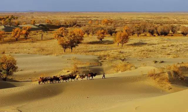 你的烤馕、野蜂蜜和土雞蛋到了。看沙漠小村如何玩轉(zhuǎn)電商丨解碼中國