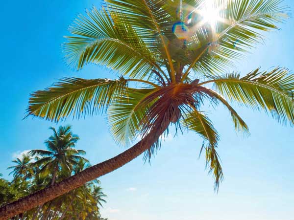 印度小學(xué)讓家長用種樹代替交學(xué)費(fèi)