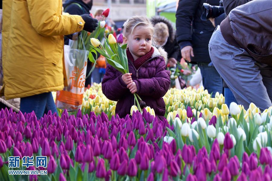 荷蘭迎來國家郁金香日 美麗鮮花免費摘（組圖）