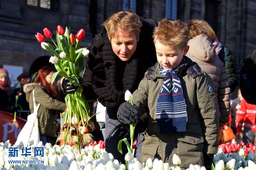 荷蘭迎來國家郁金香日 美麗鮮花免費摘（組圖）