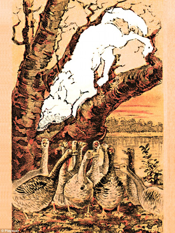 新春游戲：你能在這一群母雞中找出公雞嗎？