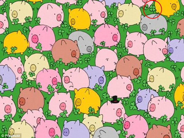 新春游戲：你能在這一群母雞中找出公雞嗎？