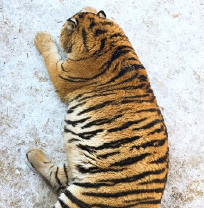 你這么胖 我一定是遇到了假老虎