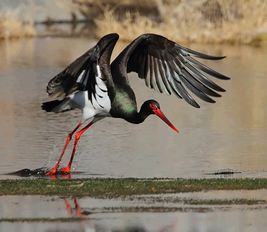 一周熱詞榜(2.4-10)