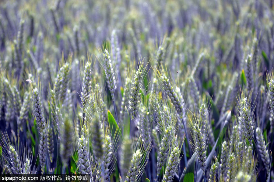 春回大地草木萌動 盤點那些農田光景返樸歸真（組圖）