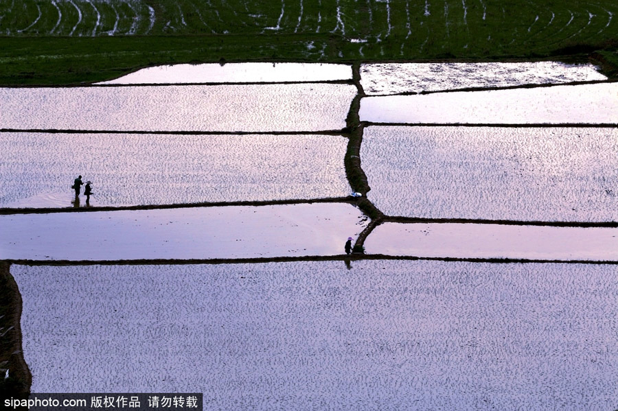 春回大地草木萌動 盤點(diǎn)那些農(nóng)田光景返樸歸真（組圖）